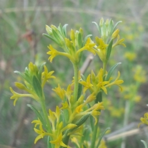 Pimelea curviflora at Kambah, ACT - 1 Nov 2017