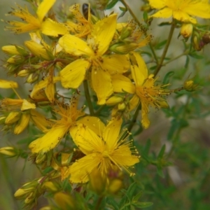 Hypericum perforatum at Belconnen, ACT - 12 Nov 2017