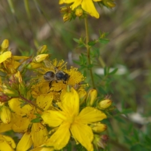 Hypericum perforatum at Belconnen, ACT - 12 Nov 2017