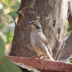 Melithreptus brevirostris (Brown-headed Honeyeater) at Googong, NSW - 12 Nov 2017 by Wandiyali