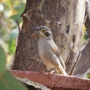 Melithreptus brevirostris at Googong, NSW - 12 Nov 2017