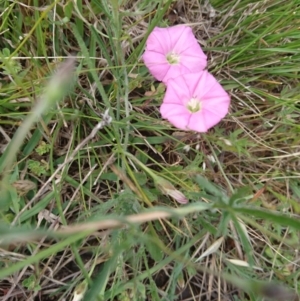 Convolvulus angustissimus subsp. angustissimus at Belconnen, ACT - 12 Nov 2017