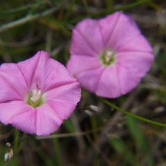 Convolvulus angustissimus subsp. angustissimus at Belconnen, ACT - 12 Nov 2017