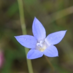 Wahlenbergia sp. (Bluebell) at Belconnen, ACT - 12 Nov 2017 by ClubFED