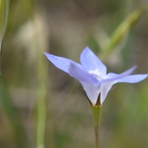 Wahlenbergia sp. at Belconnen, ACT - 12 Nov 2017