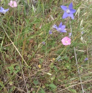 Wahlenbergia sp. at Belconnen, ACT - 12 Nov 2017