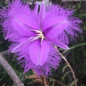 Thysanotus tuberosus subsp. tuberosus at Kambah, ACT - 12 Nov 2017