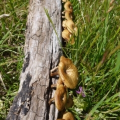 Lentinus arcularius (Fringed Polypore) at Belconnen, ACT - 12 Nov 2017 by ClubFED