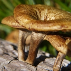 Lentinus arcularius at Belconnen, ACT - 12 Nov 2017