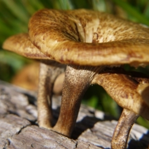 Lentinus arcularius at Belconnen, ACT - 12 Nov 2017