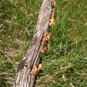 Lentinus arcularius at Belconnen, ACT - 12 Nov 2017