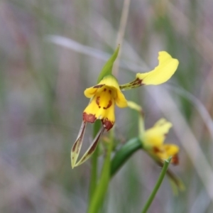 Diuris sulphurea at Canberra Central, ACT - suppressed