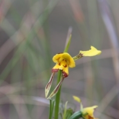 Diuris sulphurea at Canberra Central, ACT - suppressed