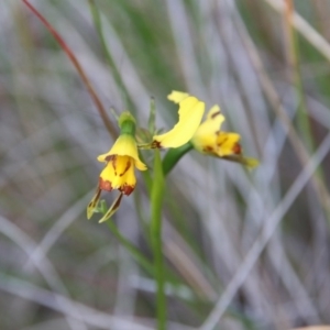 Diuris sulphurea at Canberra Central, ACT - suppressed