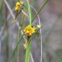 Diuris sulphurea at Canberra Central, ACT - suppressed