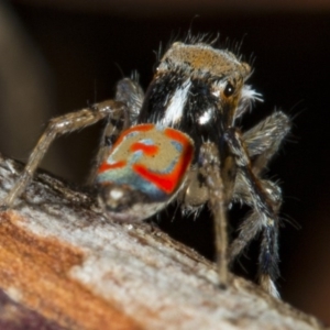 Maratus pavonis at Kingston, ACT - suppressed