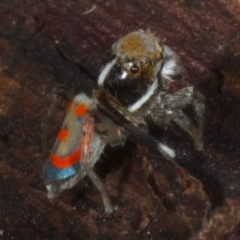 Maratus pavonis at Kingston, ACT - suppressed