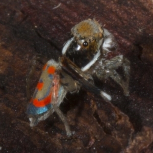 Maratus pavonis at Kingston, ACT - suppressed