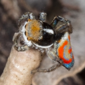 Maratus pavonis at Kingston, ACT - suppressed