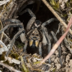 Tasmanicosa sp. (genus) (Tasmanicosa wolf spider) at Gungahlin, ACT - 11 Nov 2017 by DerekC