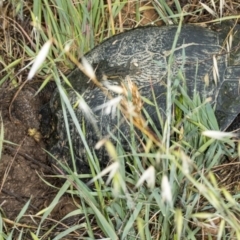 Chelodina longicollis (Eastern Long-necked Turtle) at Jerrabomberra Wetlands - 11 Nov 2017 by DerekC