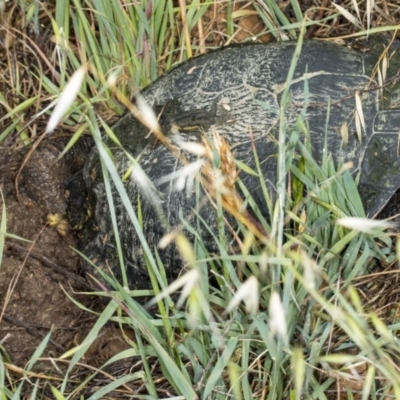 Chelodina longicollis (Eastern Long-necked Turtle) at Jerrabomberra Wetlands - 11 Nov 2017 by DerekC