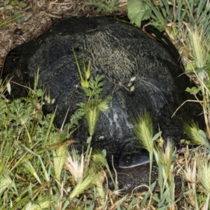 Chelodina longicollis at Fyshwick, ACT - 11 Nov 2017