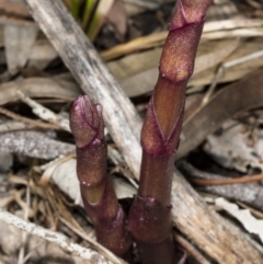 Dipodium sp. at Crace, ACT - 10 Nov 2017