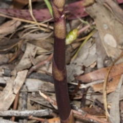 Dipodium sp. (A Hyacinth Orchid) at Gungahlin, ACT - 10 Nov 2017 by DerekC