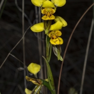 Diuris sulphurea at Gungahlin, ACT - suppressed