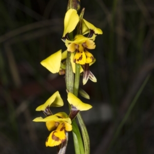 Diuris sulphurea at Gungahlin, ACT - suppressed