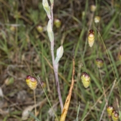 Thelymitra (genus) (sun orchids) at Gungahlin, ACT - 10 Nov 2017 by DerekC