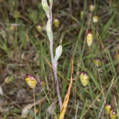 Thelymitra sp. (A Sun Orchid) at Gungahlin, ACT - 10 Nov 2017 by DerekC