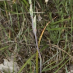 Thelymitra sp. at Gungahlin, ACT - 10 Nov 2017