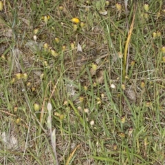 Thelymitra sp. at Gungahlin, ACT - suppressed