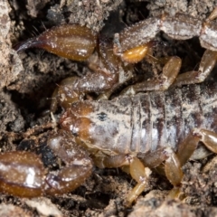 Urodacus manicatus (Black Rock Scorpion) at Belconnen, ACT - 14 Oct 2017 by DerekC