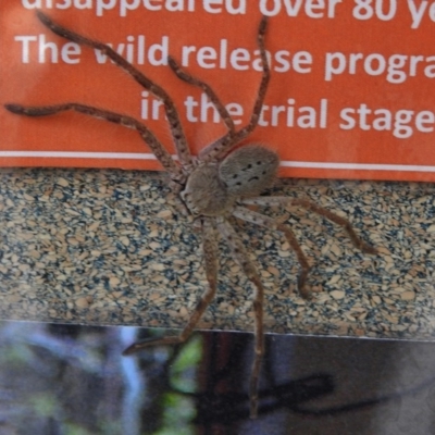 Isopeda sp. (genus) (Huntsman Spider) at Tidbinbilla Nature Reserve - 12 Nov 2017 by JohnBundock
