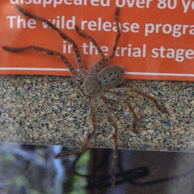 Isopeda sp. (genus) (Huntsman Spider) at Paddys River, ACT - 12 Nov 2017 by JohnBundock