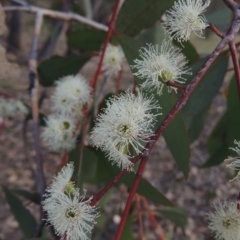 Eucalyptus dives (Broad-leaved Peppermint) at Rob Roy Range - 24 Oct 2017 by MichaelBedingfield