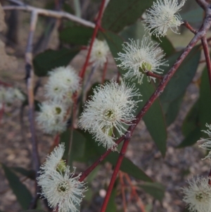 Eucalyptus dives at Conder, ACT - 24 Oct 2017