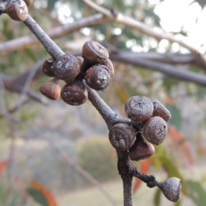 Eucalyptus dives at Conder, ACT - 24 Oct 2017