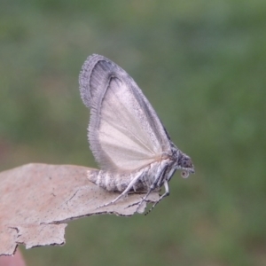 Heteromicta pachytera at Conder, ACT - 25 Oct 2017 05:56 PM