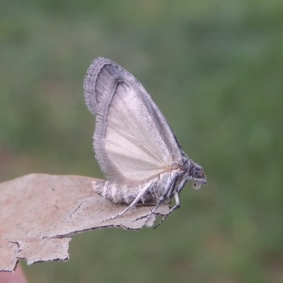 Heteromicta pachytera (Galleriinae subfamily moth) at Pollinator-friendly garden Conder - 25 Oct 2017 by michaelb