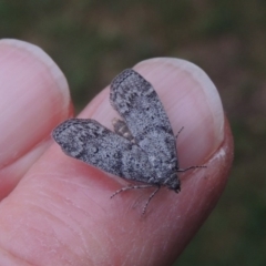 Heteromicta pachytera at Conder, ACT - 25 Oct 2017 05:56 PM