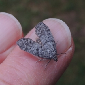 Heteromicta pachytera at Conder, ACT - 25 Oct 2017 05:56 PM