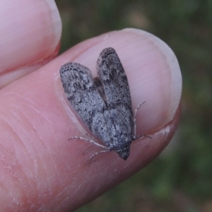 Heteromicta pachytera at Conder, ACT - 25 Oct 2017 05:56 PM