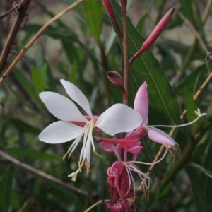 Oenothera lindheimeri at Conder, ACT - 4 Nov 2017