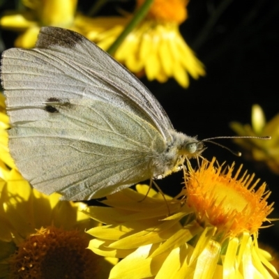 Pieris rapae (Cabbage White) at Kambah, ACT - 8 Nov 2017 by MatthewFrawley