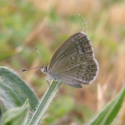 Zizina otis (Common Grass-Blue) at Kambah, ACT - 10 Nov 2017 by MatthewFrawley