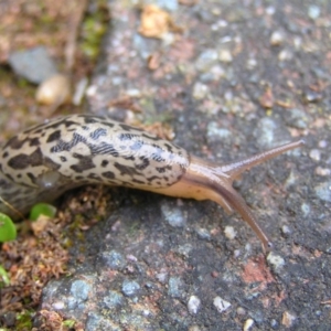 Limax maximus at Kambah, ACT - 11 Nov 2017 05:15 PM